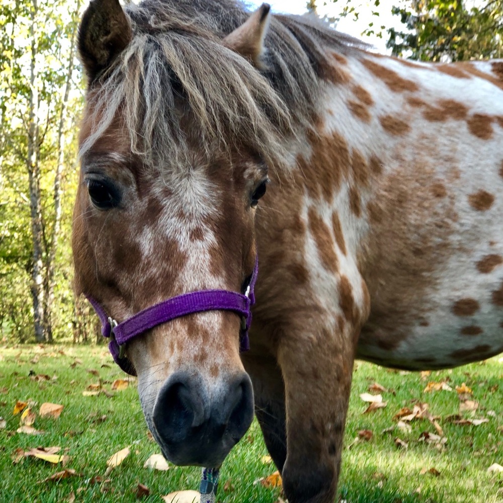 Meet your Posher, Geri